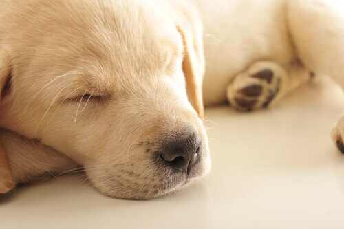 Filhote de cachorro dormindo