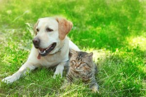As amizades mais bonitas entre cachorros e gatos