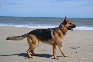 O primeiro dia com seu cachorro na praia