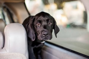 Viajar com o cachorro no carro: conselhos e cuidados