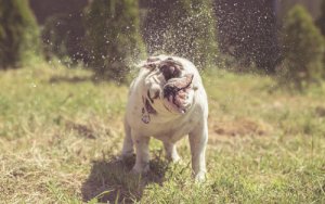 Seu cachorro balança a cabeça com frequência?