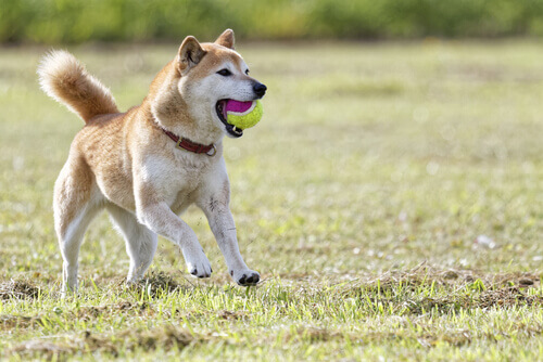 Shiba, conhecido como cachorro-gato Shiba, conhecido como cachorro-gato