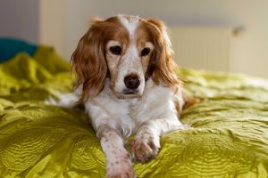 Por que os cachorros cheiram entre nossas pernas?