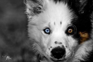 Há raças de cachorros com um olho de cada cor