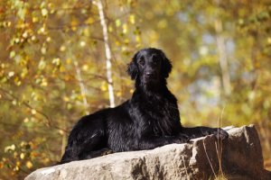 Cachorros e bruxaria: resumo histórico