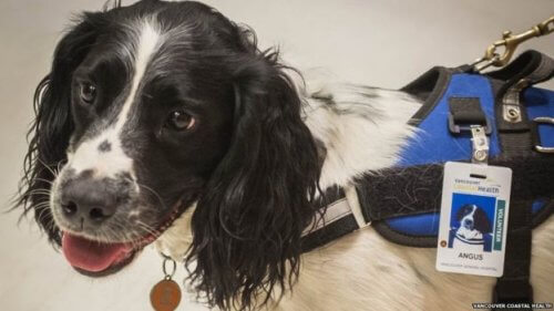 Conheça os cães que caçam superbactérias em um hospital canadense