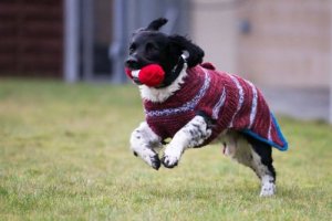 Voluntárias fazem roupas para cachorros pretos à espera de adoção