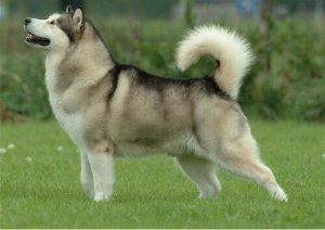 Raças de cachorros que parecem lobos