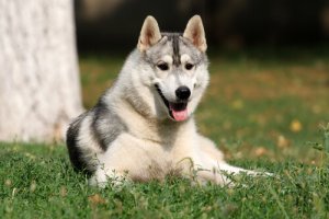 Os cachorros têm inteligência emocional?