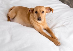 Tudo sobre a gravidez psicológica das cadelas