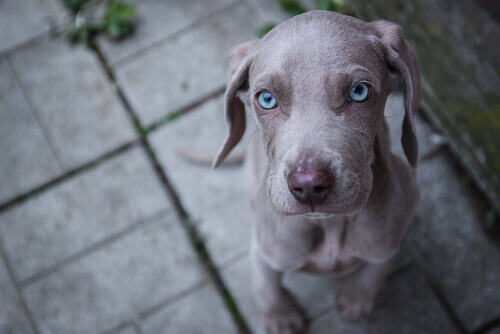 Raças de cães com olhos azuis