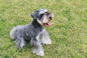 Cães do grupo 2: classificação de raças segundo a FCI