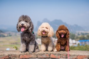 Cães do grupo 8: classificação de raças segundo a FCI