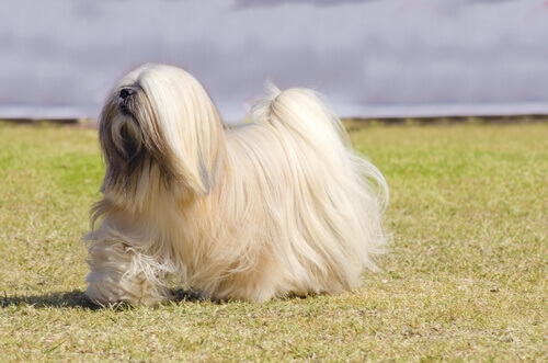 Cães do grupo 9: classificação de raças segundo a FCI