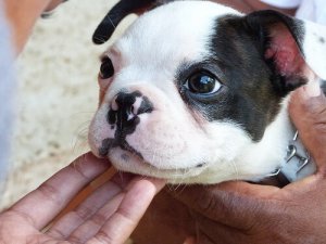 8 benefícios dos cães para nossa saúde