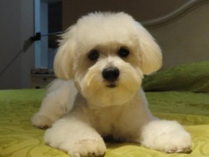 Cães que podem viver em apartamento