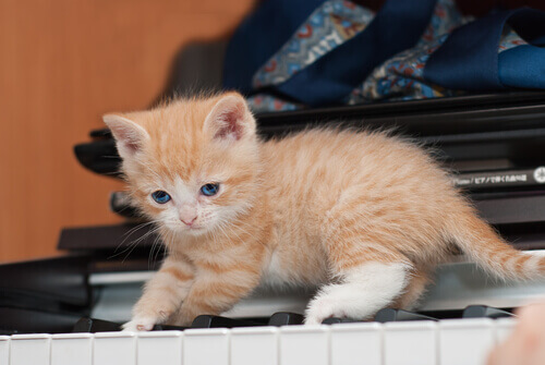 Gatinho sobre as teclas do piano