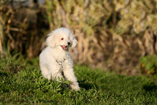 poodle branco na grama
