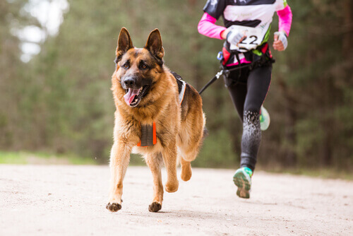 Esportes com cães: conheça o canicross