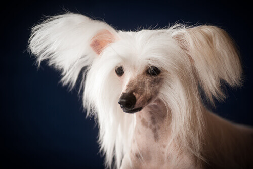 Cão de crina chinês, uma raça de cachorro cara