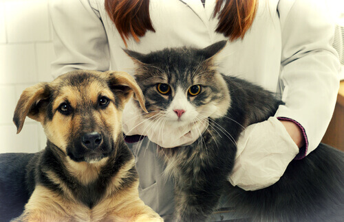 Cachorro e gato na veterinária
