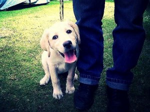 Por que o meu cachorro fica me seguindo por todo lado?