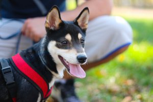 Meu cachorro não é meu filho, mas eu sou sim a mãe dele