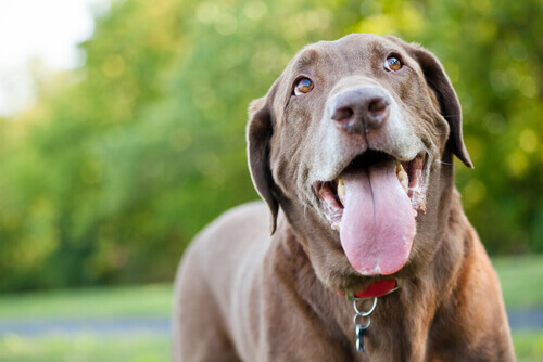 cão com a língua para fora