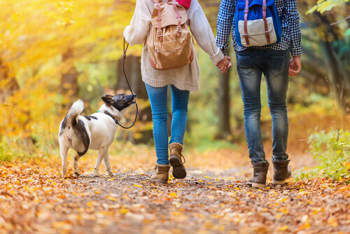 Casal passeando com cachorro pelo parque