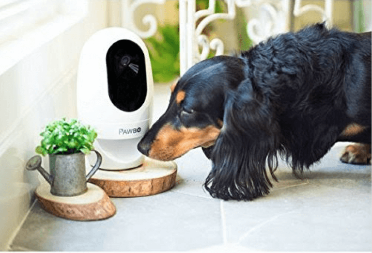 cão cheirando pawbo