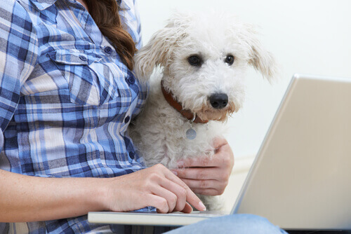 cão com sua dona, usando o laptop