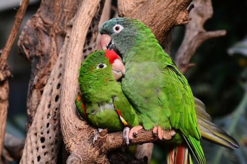 Casal de pássaros numa árvore