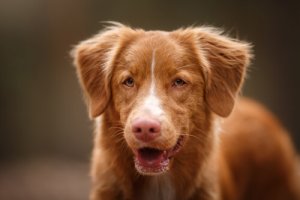 Por que não se deve castigar um cão quando ele late?