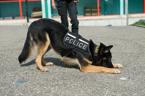 Quais são as qualidades do cão policial?