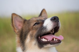 Que reação tem um cérebro canino quando ele vê o seu dono?