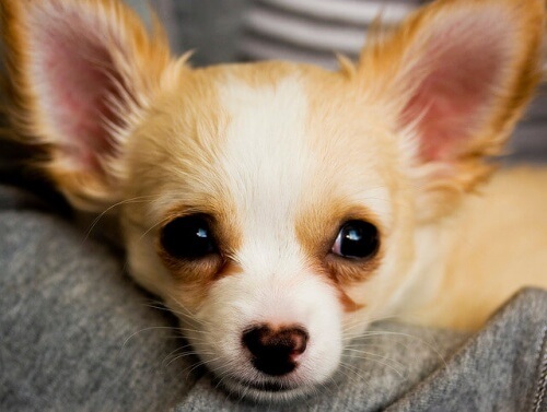Cão da raça chihuahua