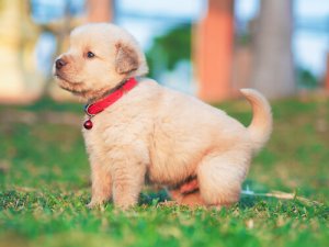 Sintomas e tratamento da cinomose em cães