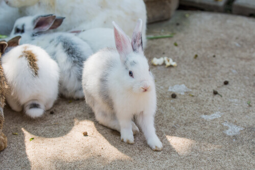 Ter coelhos em casa: conselhos de higiene