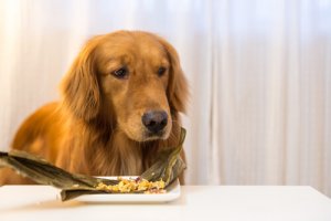 Você sabia que existe comida congelada para cachorro?