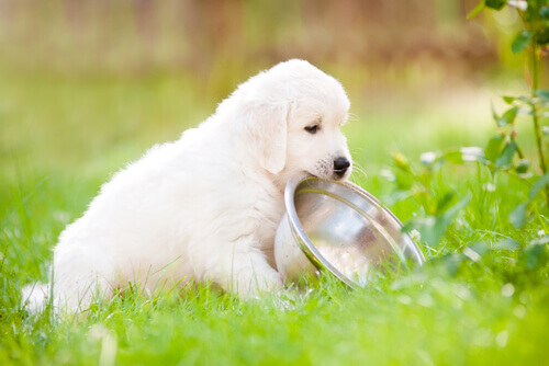 Filhote de cão carregando vasilha de comida na boca