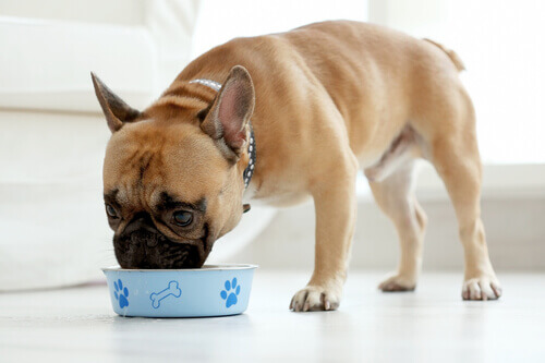 Cão comendo em sua vasilha