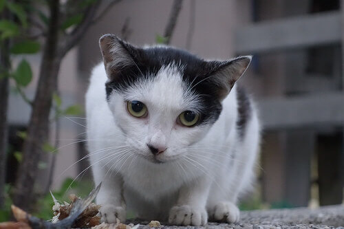 Comportamentos estranhos em gatos
