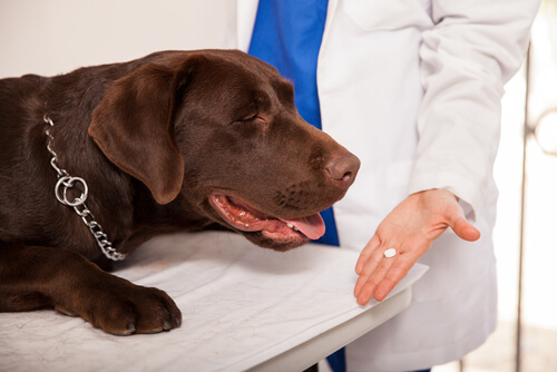 Veterinária mostrando comprimido a um cachorro 