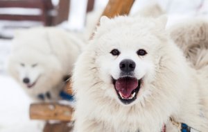 Amazon garante que em uma década você poderá conversar com seu cão