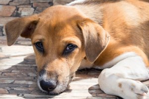 Infecções por coronavírus em cães