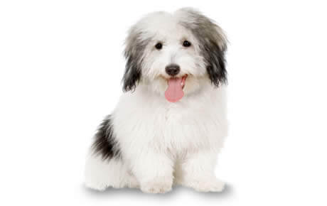 Cão da raça Coton de Tulear