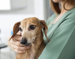 Os cuidados com um cão epiléptico