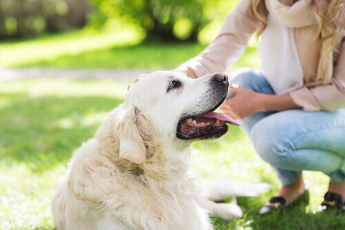 Cachorro branco recebendo carinho da dona