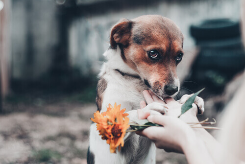 Filhote de cão com olhar meigo e mãos segurando flores