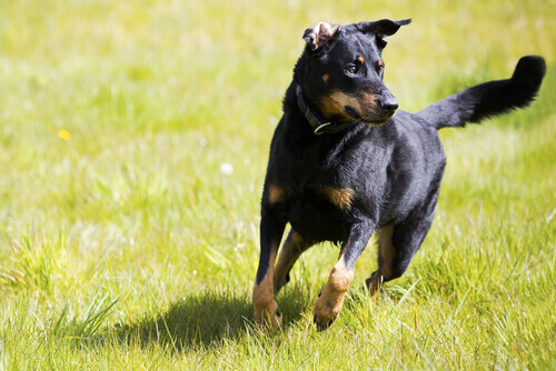 Cães independentes: conselhos para adestramento